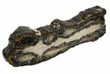 Mammoth Molar Slice With Case - South Carolina #106425-2